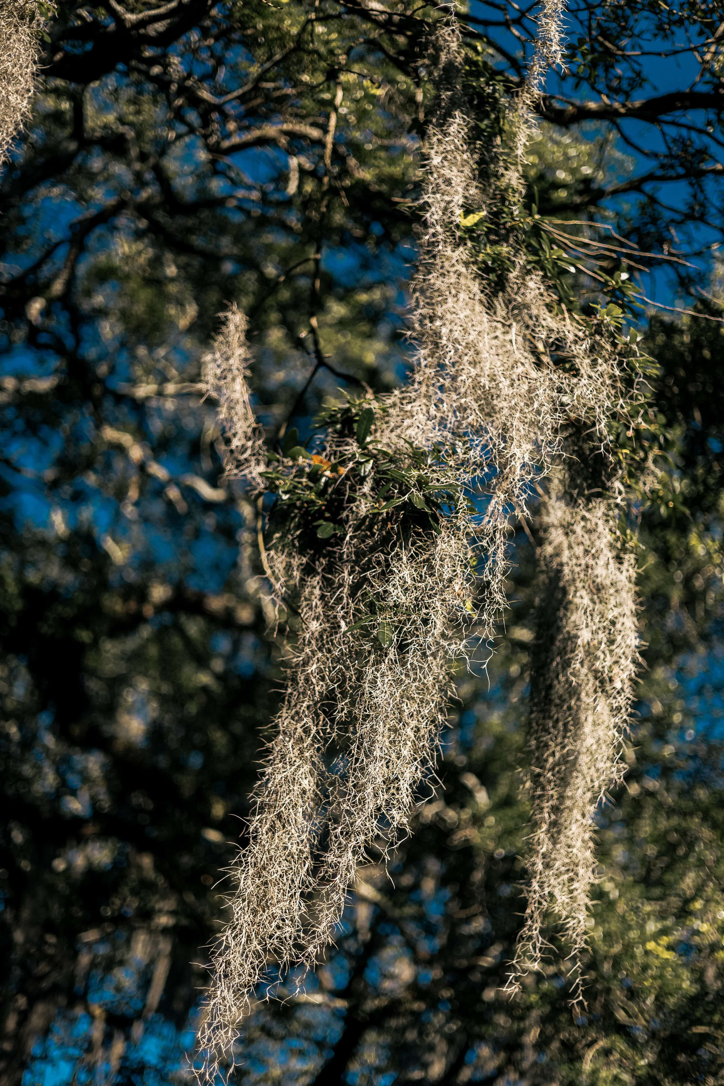 Spanish moss hanging from oak tree branches in Savannah, Georgia, capturing the natural beauty and Southern charm that inspired Sabal House Inn.